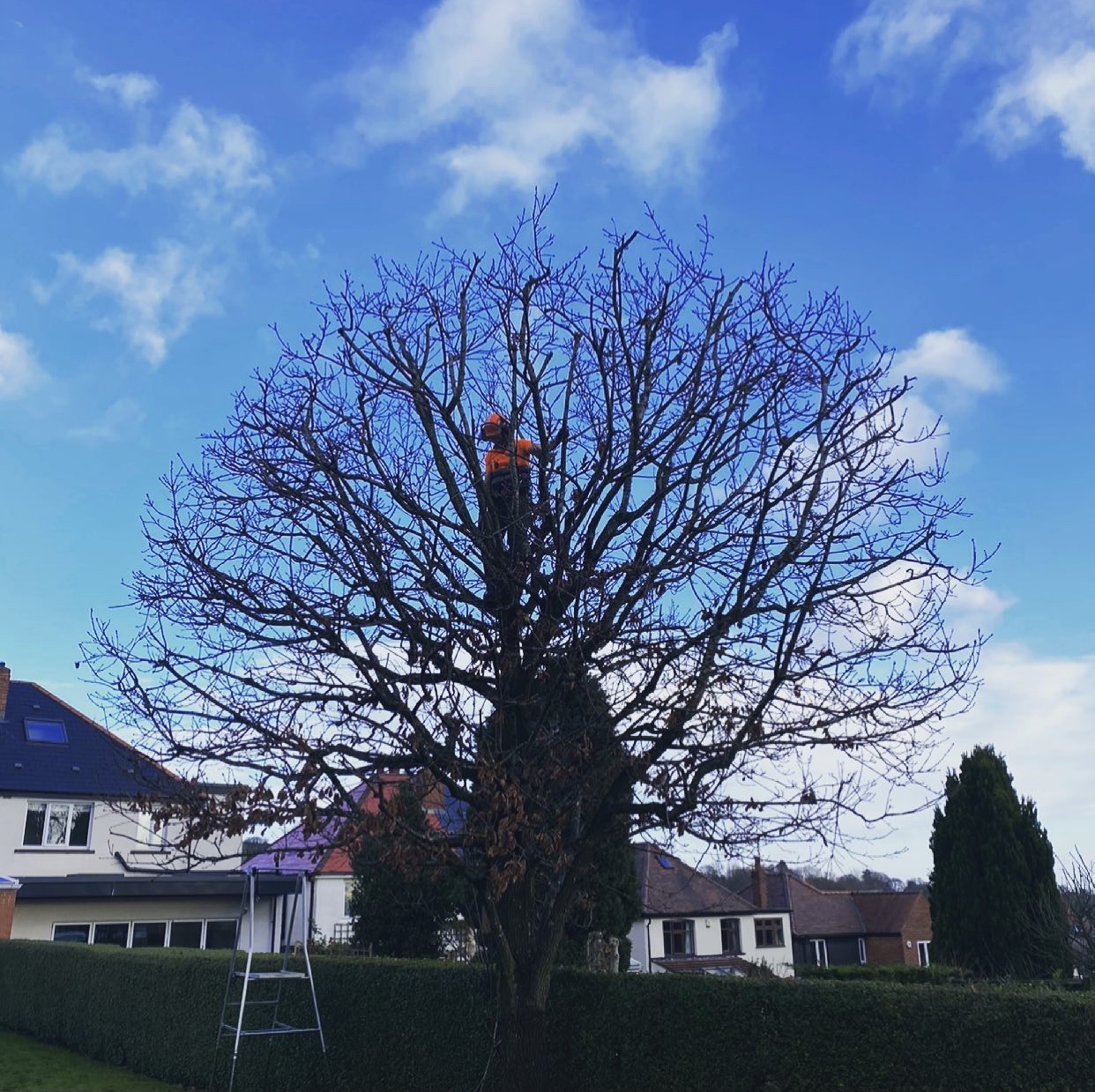 Whittaker arborist working high in the canopy of a bare tree against a clear blue sky in Sheffield