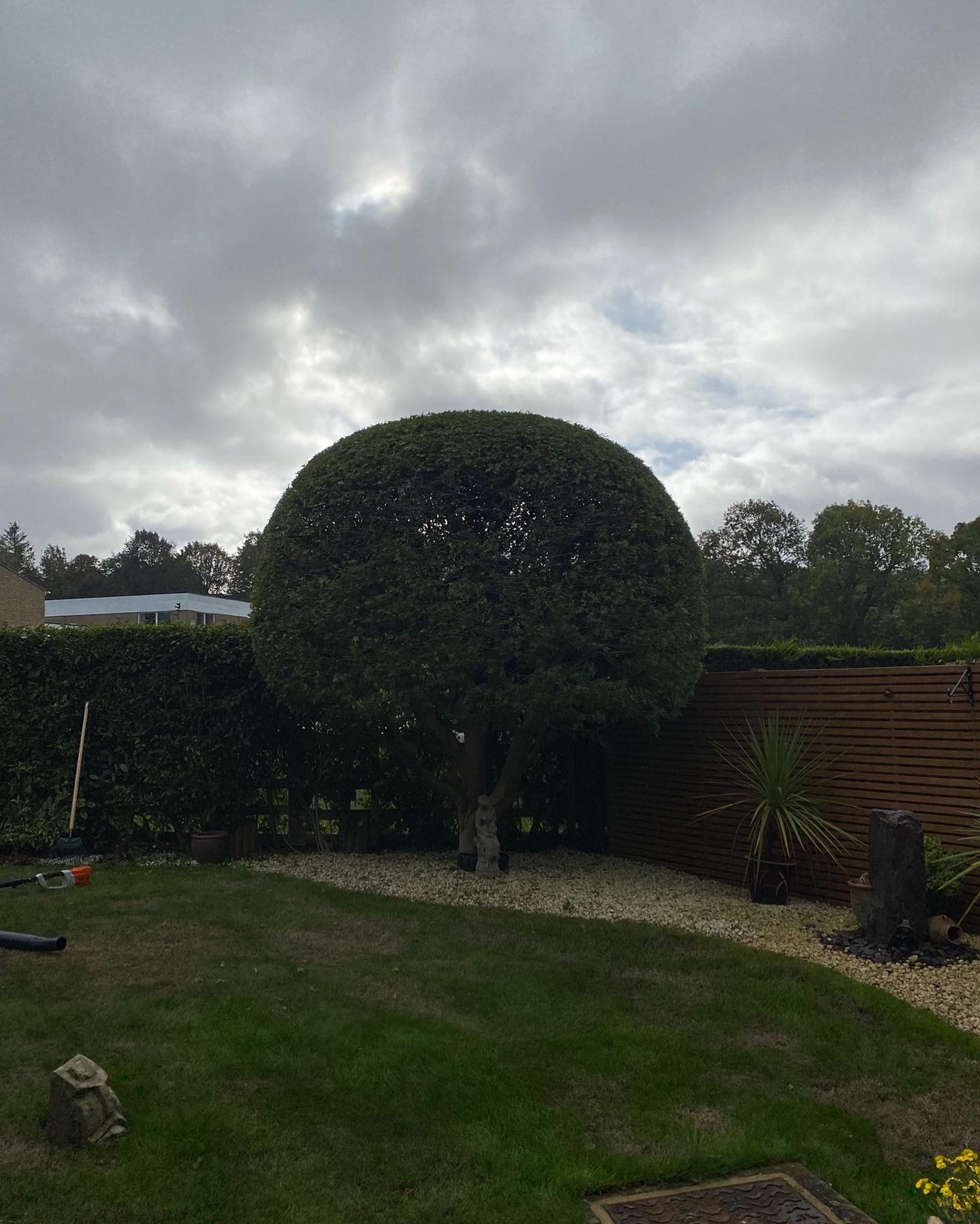 A mature ornamental tree precisely shaped into a tidy ball by Whittaker